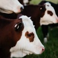 Proizvodnja mleka u Srbiji pala više od 20%