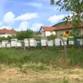 Nema dovoljno hrane u košnicama