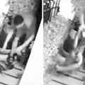 Piton ščepao mačku, počeo da joj lomi kosti: Vlasnik je čuo buku i golim rukama uništio monstruma