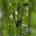 Vozača paraglajdera izvlačili spasioci, pao u krošnju drveta na visini od 15 metara Drama na nebu iznad Čačka (foto)