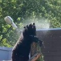 Rashlađivanje u moskovskom zoo vrtu /video/