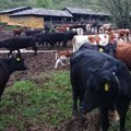 Između „mlečnog puta“ i slepog koloseka: Zašto država koči srpsko tovno govedarstvo?