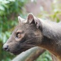 U prašumi Amazonije živi "pas duh"! Niko nikada nije video opasnog predatora, a onda su kamere zabeležile neverovatne scene…