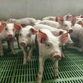 Čačak bez ijednog slučaja afričke kuge svinja: Iz Zoohigijene apeluju na stočare da poštuju propisane mere