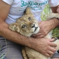 Kod Subotice pronađeno iznemoglo ali umiljato mladunče lava