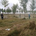 Počelo Suzbijanje ambrozije: U Novom Sadu i prigradskim naseljima, na 9,5 miliona kvadrata