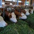 Uzgoj muznih krava farmama donosi prilične gubitke u protekle tri godine