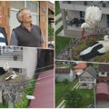 Desetak roda u borbi za napušteno gnezdo u čačanskom naselju Lugovi: Neverovatne scene na banderi, sada se pojavile i jako…