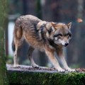 Holandska provincija želi da odstreli vuka jer je ujeo ženu: Lokalne vlasti izdale upozorenje