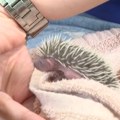 (Foto): Beo zoo vrt dobio 5 novih članova: Za ježeve kažu da su najbolji "pesticid u bašti", tamane sve što je štetno
