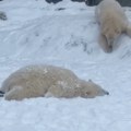 Niko se pahuljama nije obradovao kao oni: Mladunci polarnih medveda u Mađarskoj prvi put videli sneg (video)