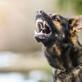 Uznemirujući snimak iz školskog dvorišta u Srbiji! Pas napao devojku i vukao je po betonu, prolaznici samo prošli bez…