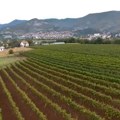 U Leposaviću i Lešku ponovo niču vinogradi