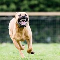 Žena poginula u napadu pitbula ispred kuće