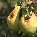 Štete od grada u Pranjanima kod Gornjeg Milanovca