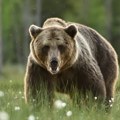 Ubijen medved koji je divljao po kostreni "Penjao se na balkone, pravio probleme..." (video)