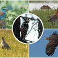 Odleteše ptice Zimski popis ptica vodenih staništa pokazuje da brojnost pada gotovo svim populacijama