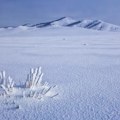 Ledeni dani u Mongoliji "ubili" dva miliona životinja