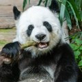 Zoološki vrt u Kini farbao pse kao pande