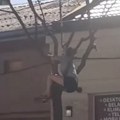 Drama u Šapcu: Usnimljena devojka kako visi sa drveta: Zbog ovoga je rizikovala život, pa usledio neočekivani obrt (video)