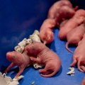Pacovi u avionu: Bebe glodara pronađene u kolicima za posluženje na letu iz Grčke