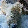Probudio polarnog medveda sirenom, pa se uhvatio za novčanik: Dobio kaznu koju će dugo pamtiti
