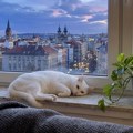 Mačka u kući ili na otvorenom? Veterinari otkrili šta je bolje