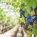 Šumadija svrstana među 10 vinskih regija koje vredi posetiti