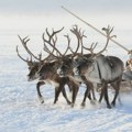 Nenci: Narod koji živi u nemogućim uslovima, gde su temperature nekad i do -50 stepeni