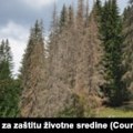 Šume u Crnoj Gori ugrožene, Vlada naredila hitnu sječu zaraženih stabala
