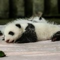 Porodila se DžINOVSKA mama panda! U holandskom zoološkom vrtu na svet stiglo zdravo mladunče