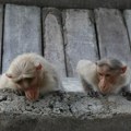 Nemilosrdna odluka uprave zoovrta: Polovina majmunske populacije biće ubijena