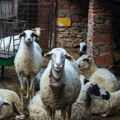 Kod ovaca u selima oko Bosilegrada potvrđena bolest plavog jezika