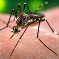 Najnovije informacije o virusu Zapadnog Nila u Srbiji