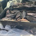 Долијале рибокрадице Осумњичени су за незаконит риболов, пали су на делу
