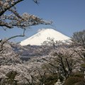 Sezona cvetanja trešnje u Tokiju počela ranije nego inače