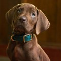 Savremena verzija Scooby-Doo tima ima najslađeg protagonistu ikad