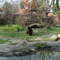 Nakon otmice i šetomesečne drame na Bliskom istoku: Feliks se vratio u Srbiju