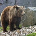 Glad ih tera u gradove: Očajni medvedi u SAD provaljuju u kuće i prodavnice, rekordne brojke zabrinule stručnjake!