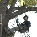 (Video) Ko su arboristI? Moraju da imaju ove tri osobine, a evo šta tačno rade