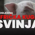 Ministarstvo poljoprivrede i uprava za veterinu proglasili zarazu afričkom kugom svinja!