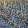 Požar uništio 27 jutara kukuruza između Svetozara Miletića i Čonoplje