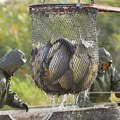 Ribarstvo u Srbiji u krizi, proizvodimo samo jednu pastrmku po stanovniku