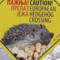 5 životinja najčešće strada u saobraćaju u Srbiji: Nacionalni park Đerdap prvi našao način da to zaustavi
