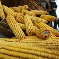 Prošle nedelje na produktnoj berzi evo kako se kretala cena kukuruza i pšenice