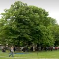 Meštani i aktivisti odbranili park u Odžacima: Seča zaštićenih stabala odložena