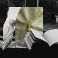 Ženska poezija kojoj posvećujemo pažnju ovog leta