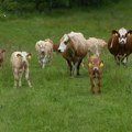 U Hrvatskoj od danas na snazi Rešenje o ograničavanju širenja antraksa