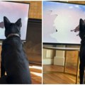 Gleda crtani i proživljava svaku emociju: Snimak psa koji je se potpuno uneo u film srušio internet