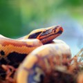 Lova na pitona Reptil gurnuo čoveka u žbunje tokom borbe!